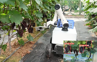 越疆協作機器人,智能協作機器人,協作機器人應用,越疆機器人,具身智能,人形機器人,Atom,焊接機器人,越疆焊接機器人-果蔬采摘總怕傷果？越疆協作機器人的“溫柔手”有妙招